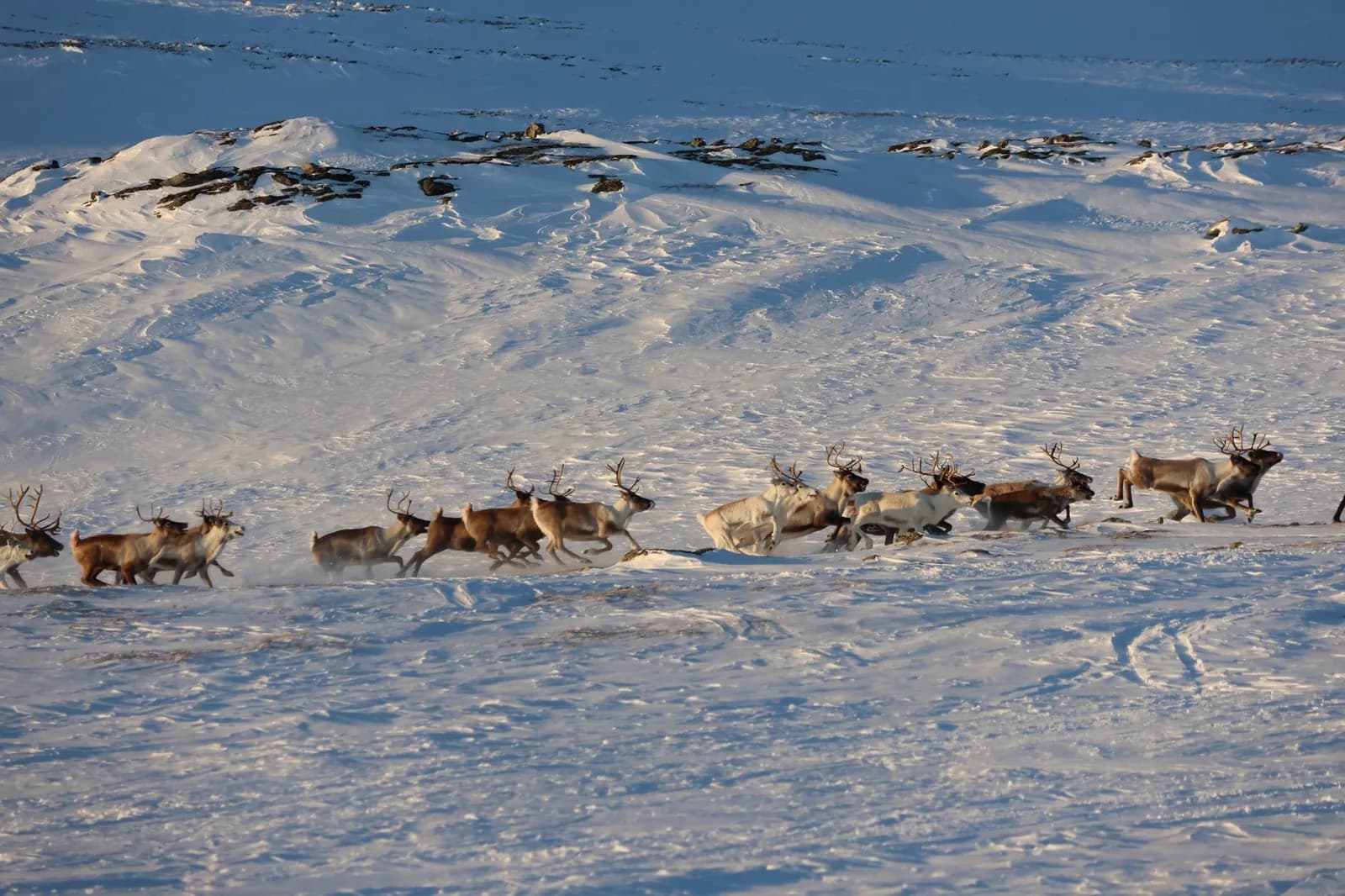 Troupeau de rennes traversant un champ de neige en Norvège arctique