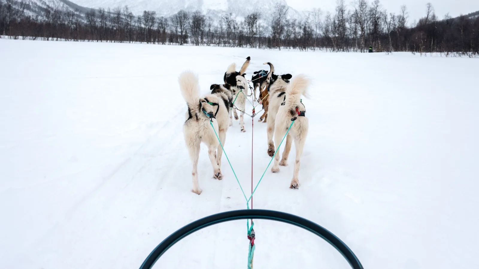 Attelage de chiens de traîneau vu depuis le traîneau, sur un plateau enneigé du nord de la Norvège