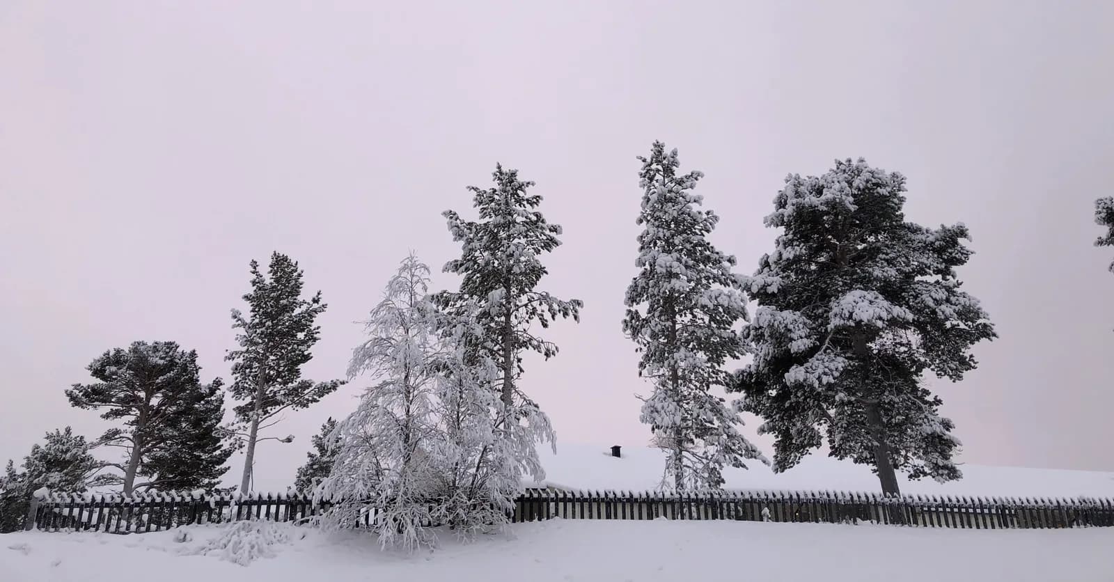 Pins et bouleaux givrés derrière une clôture en bois, dans la neige à Karasjok, dans le Finnmark intérieur