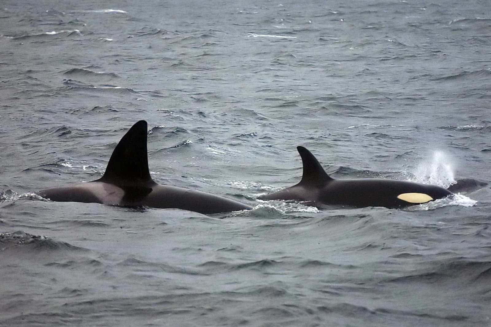 Deux orques, un mâle et une femelle, à la surface de la mer près des îles Lofoten