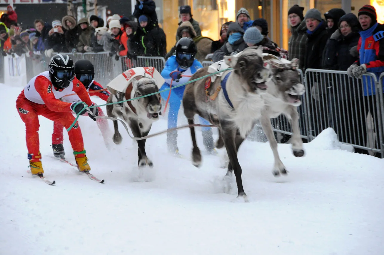 Course de rennes attelés à des skieurs dans les rues de Tromsø pendant la fête nationale sami, le 6 février