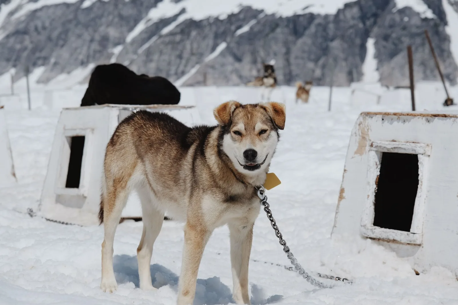 Chien de traîneau attaché à sa chaîne devant des niches individuelles dans la neige