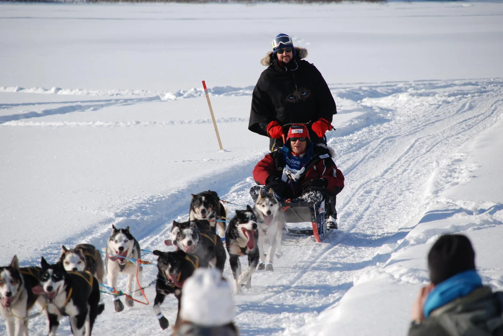 Attelage de huskies et musher lors du Finnmarksløpet, Finnmark