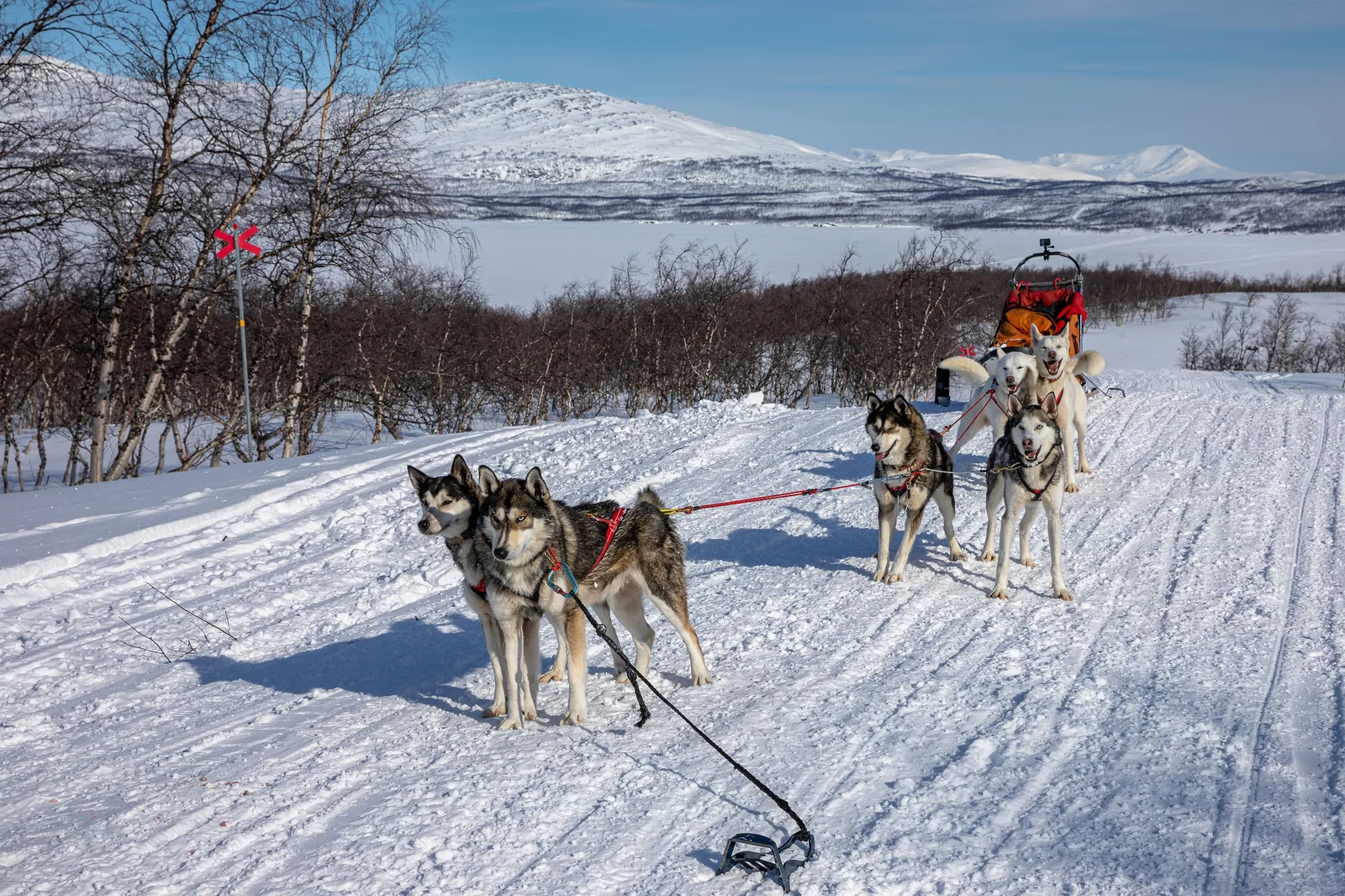 Attelage de huskies sur une piste enneigée au bord d’un lac de montagne, à Junkerdal dans le Nordland
