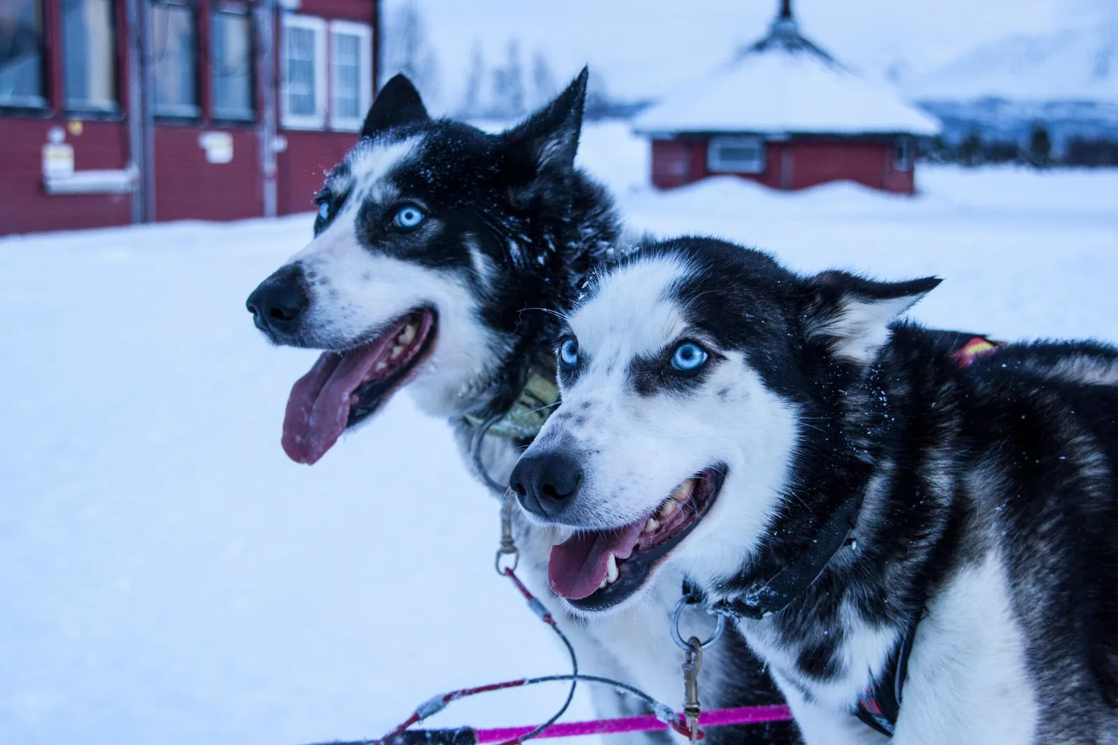 Deux huskies aux yeux bleus devant des bâtiments rouges dans la neige