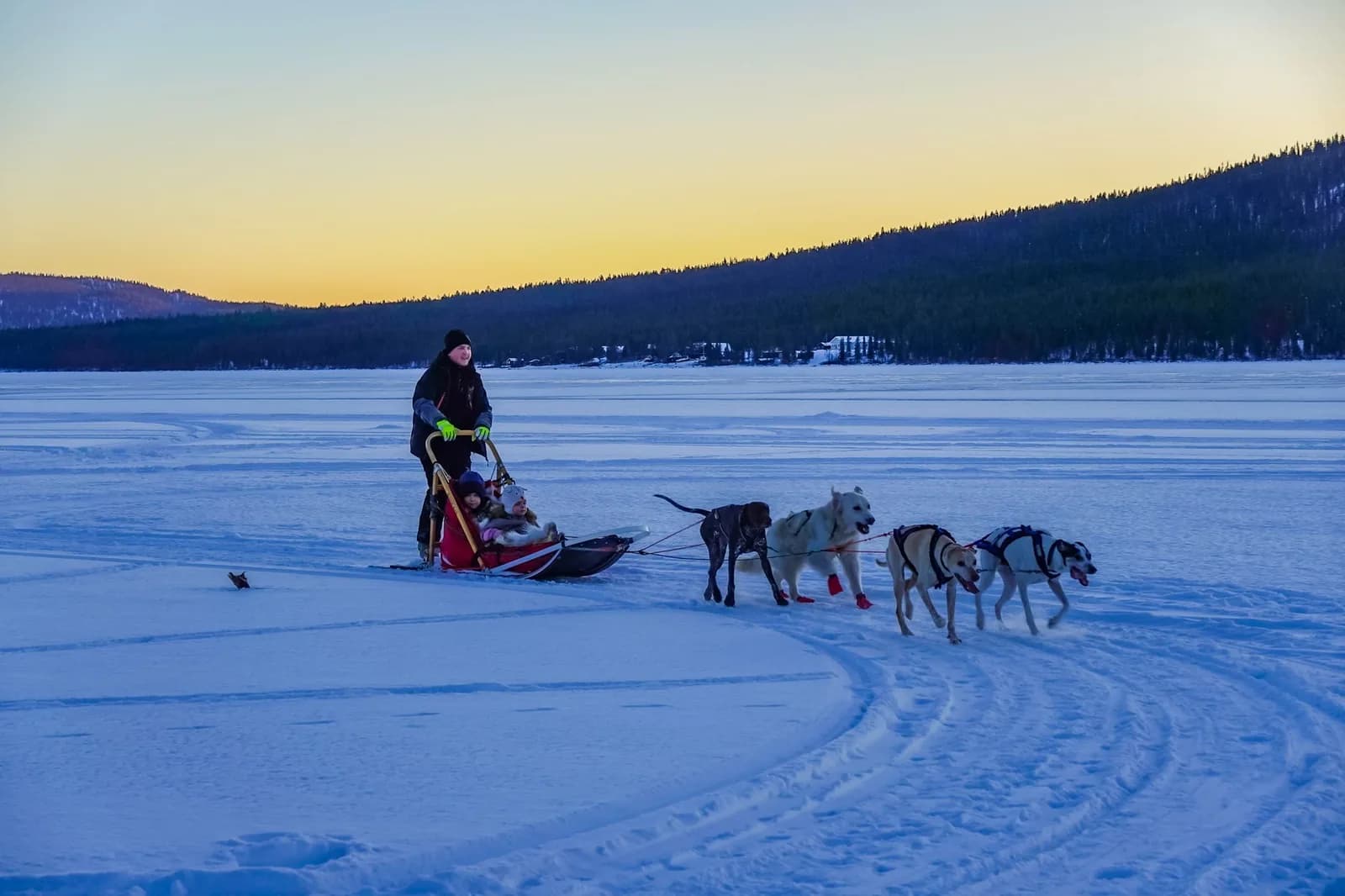 Musher debout sur les patins de son traîneau, attelage de chiens sur un lac gelé au coucher du soleil