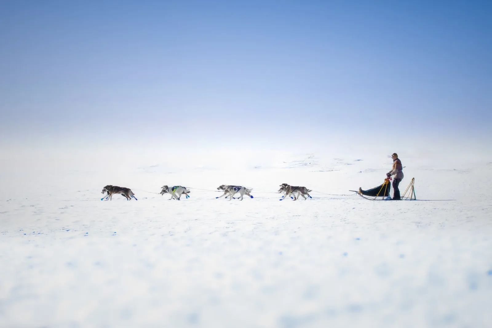 Attelage de quatre chiens de traîneau traversant une vaste étendue enneigée