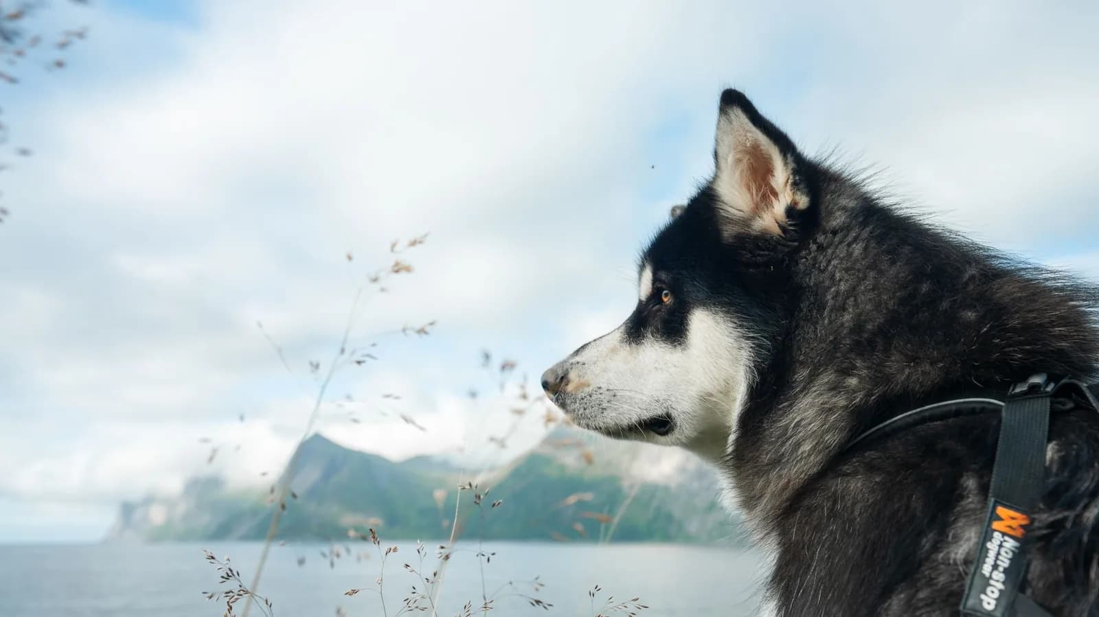 Husky en harnais de profil devant un fjord et des montagnes, Troms og Finnmark